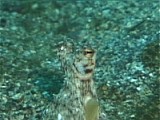 タコの大変身