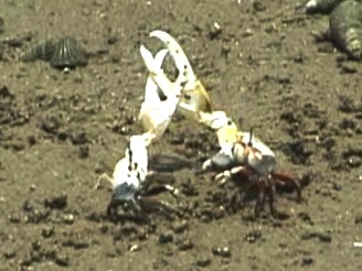 ハクセンシオマネキのけんか
