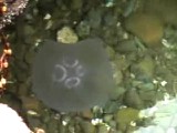 遊泳するミズクラゲ