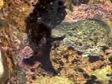 アメフラシの移動