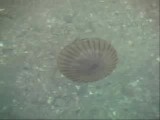 波打ち際で遊泳するアカクラゲ