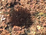 ヨロイイソギンチャクの触手環展開