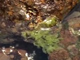 ヨメガカサの退避運動