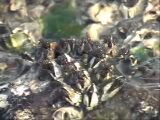 カメノテの採餌行動