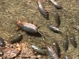 フナムシの集合性