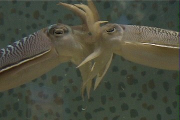 コウイカの精子除去行動