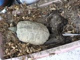 イシガメの産卵