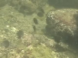 集団で採餌するクロハギの群