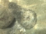 タツナミガイの隠ぺい的な形態と色彩