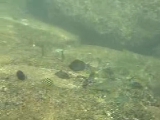 集団で採餌するメジナ未成魚