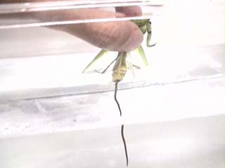 カマキリから脱出するハリガネムシ