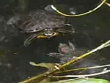 ミシシッピーアカミミガメの求愛行動