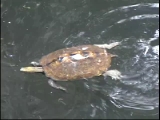 泳ぐイシガメ