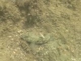 タイドプールで採餌するクモハゼ