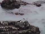 ゼニガタアザラシ親子：nose to nose 1