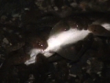 川魚を食べるオタマジャクシ