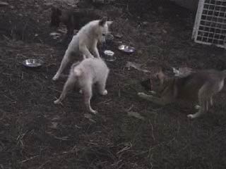 子犬の遊び、ケンカ、「仲裁」行動