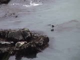 ゼニガタアザラシの授乳（水中）