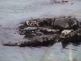 体を掻いているゼニガタアザラシ