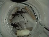 ♀をめぐって闘争するコオロギの♂同士