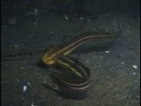 ゴンズイのメスを巡るケンカ