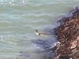 泳ぐウにも間違え