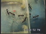 トゲオオハリアリワーカーのケンカ
