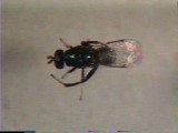 昆虫が清潔を保つための工夫