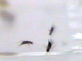 水中を泳ぐ寄生蜂