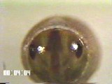 チャバネアオカメムシのふ化