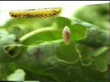 ブランコをするコマユバチの繭