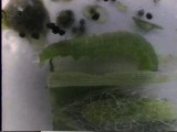 コナガ の排糞と排尿