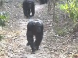ナックルウォーキング