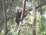 木のぼり