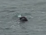 ゼニガタアザラシの雄間闘争2