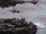 ゼニガタアザラシの雄間闘争 1