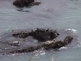 ゼニガタアザラシの敵対的行動
