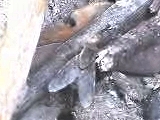 アリと双翅目昆虫がシロアリを綱引き