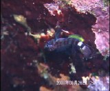 戦うチビ