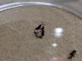 コバネヒョウタンナガカメムシの雄の闘争行動