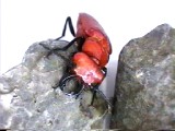 幻の甲虫ヒラズゲンセイ