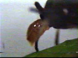 空中でふ化する卵