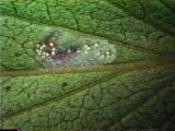 カキアシブサホソガの芸