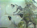 カメムシの親から子への共生微生物引き渡し
