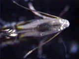 ブドウコハムグリガの眼帽の役目は？