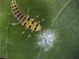 糸状菌を餌にするキイロテントウ