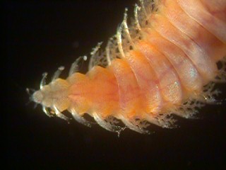 ウミケムシ科の一種Hipponoa gaudichaudiの頭部