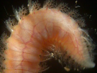 ウミケムシ科の一種Hipponoa gaudichaudiの尾部