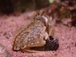 貝を動かすソデカラッパ