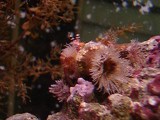 ベニヒモイソギンチャクとソメンヤドカリ